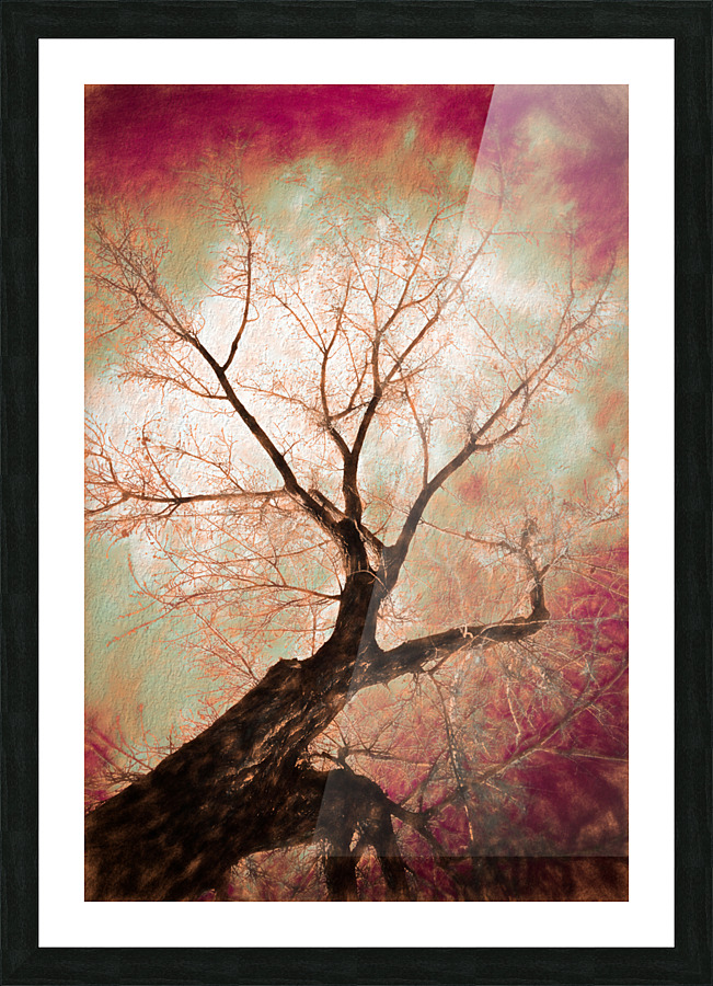 climbing red fiery Picture Frame print