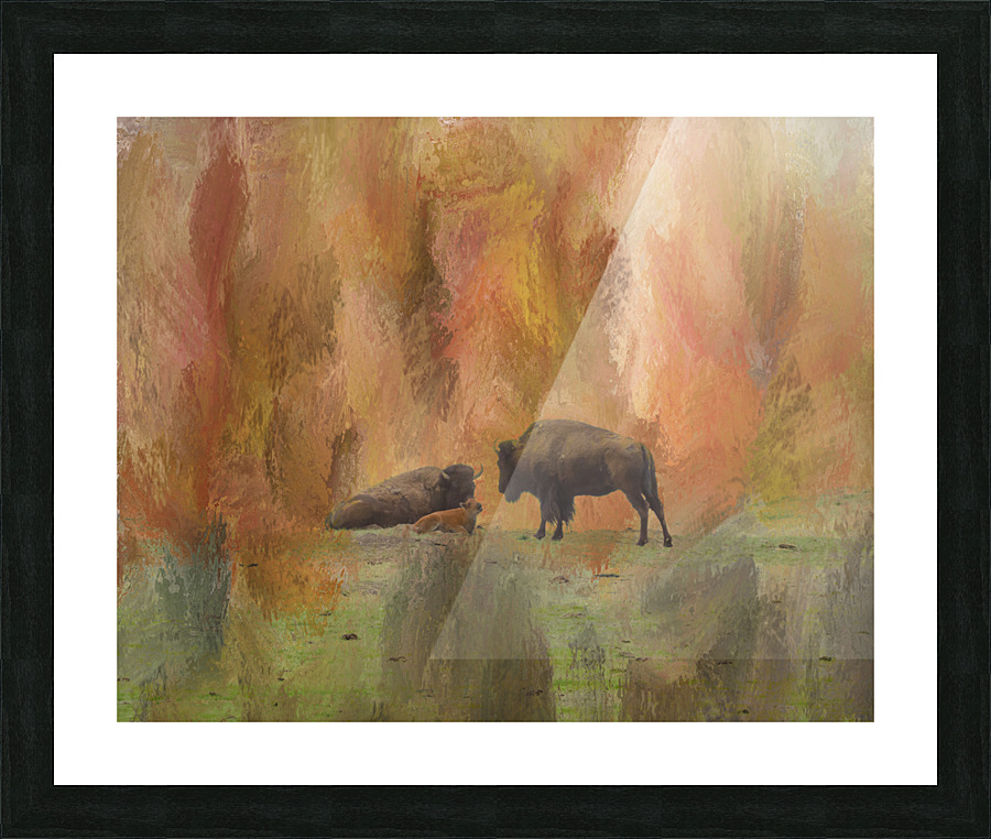 Buffalo Calf Tender Moment  Framed Print Print