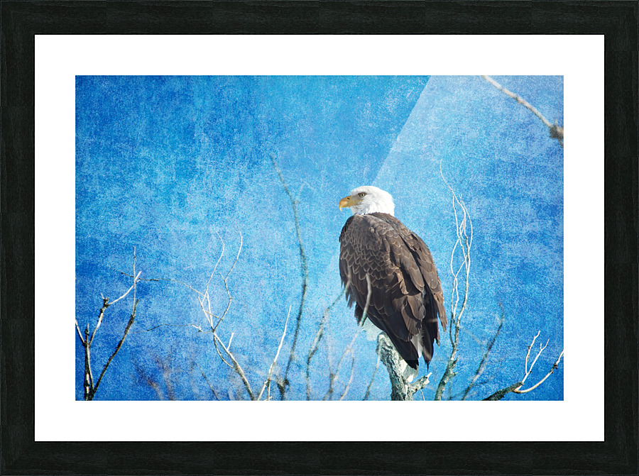 Bald Eagle Blues  Framed Print Print