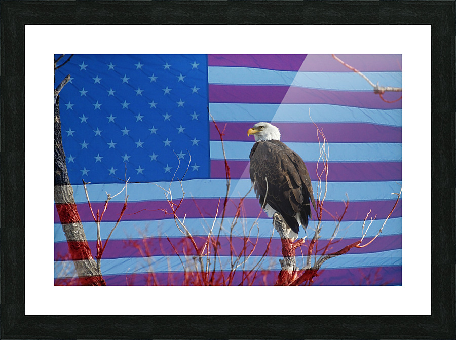 American Bald Eagle 3  Framed Print Print