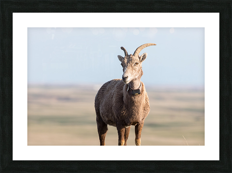 Badlands Bighorn A Glimpse of Audubons Majestic Sheep Picture Frame print