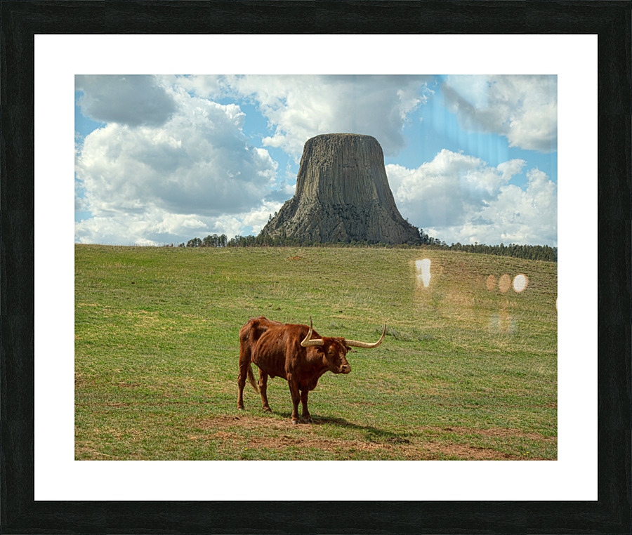 Longhorn Cow Posing at Devils Tower in Wyoming - First US Nation Picture Frame print