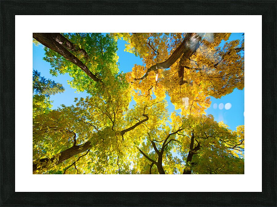 Vibrant Autumn Landscape - Colorful Trees under Blue Sky Picture Frame print
