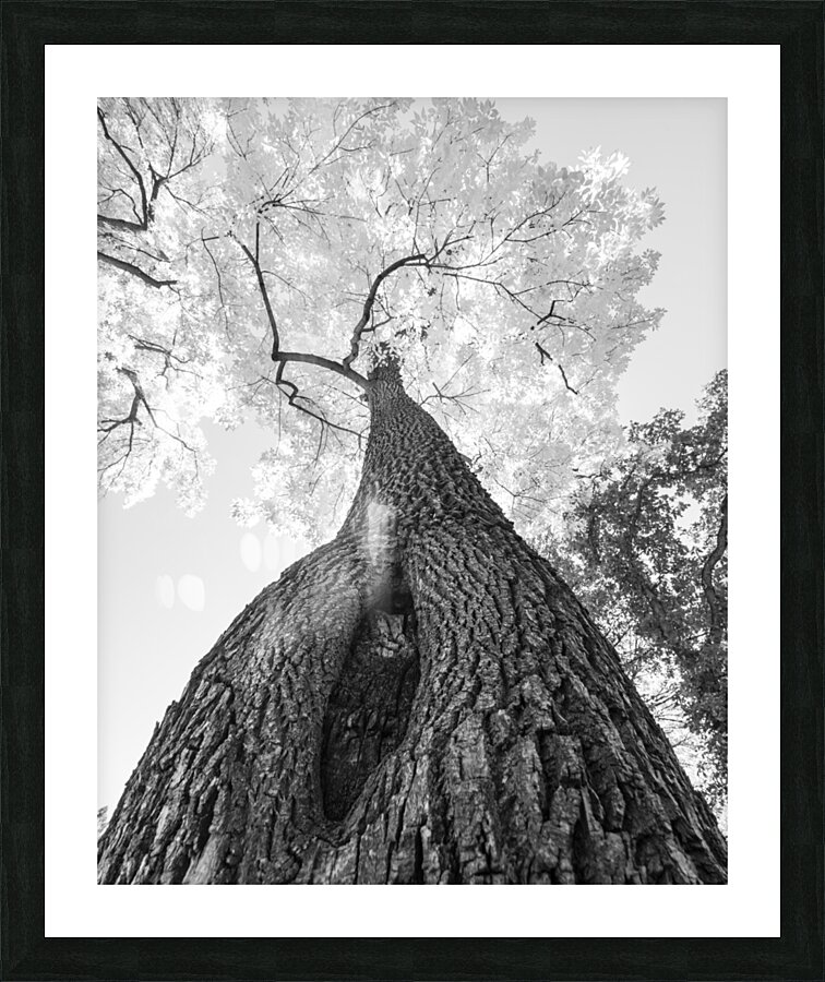 Monochrome Tree Art -  Majestic Trunk and Leaves in Fine Detail  Framed Print Print