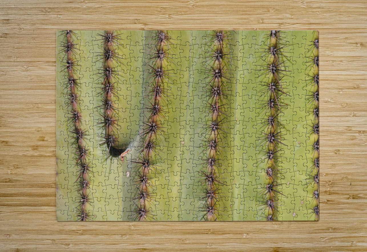 Patterns and Spines of the Desert Sentinel Bo Insogna Puzzle printing