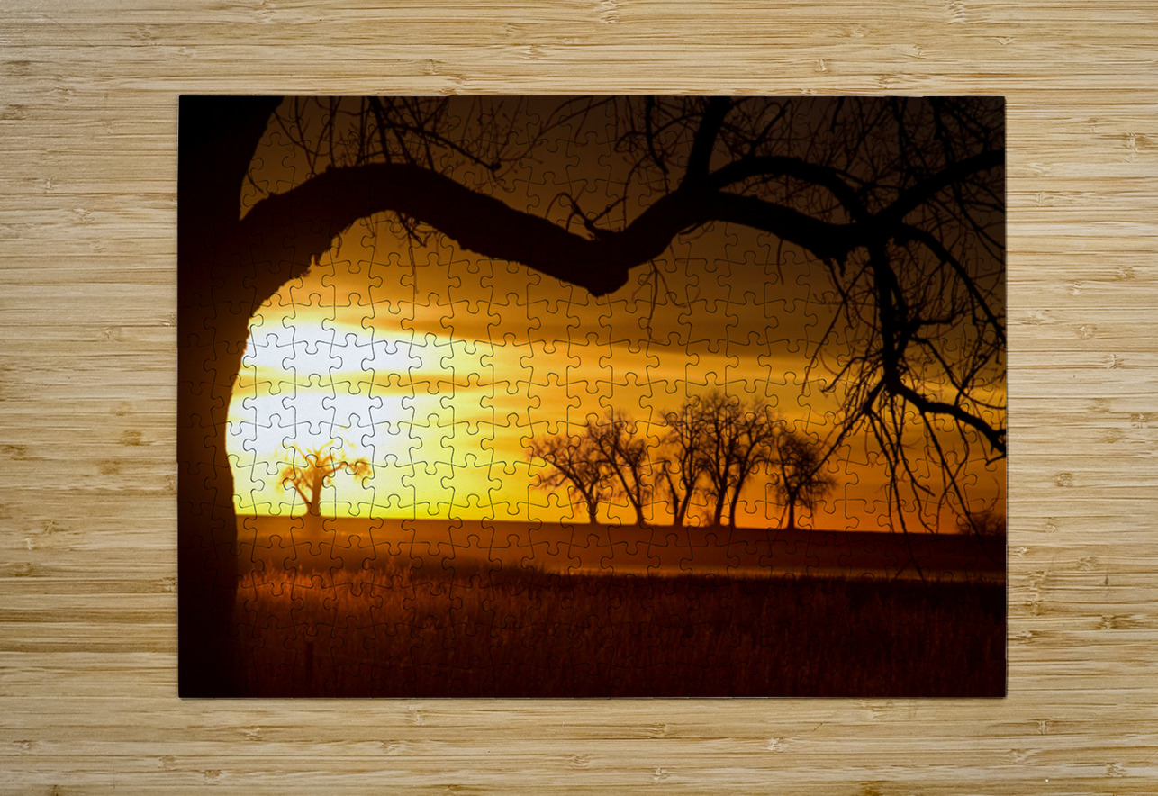 Golden Sunrise with Silhouetted Trees in Meadow Bo Insogna Puzzle printing