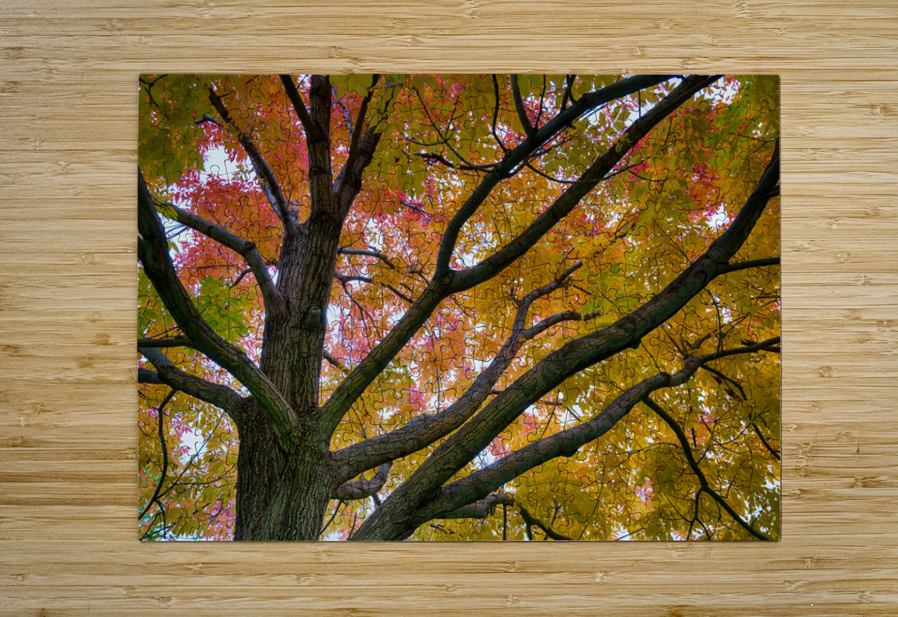 Season Of Colorful Magic  HD Metal print with Floating Frame on Back