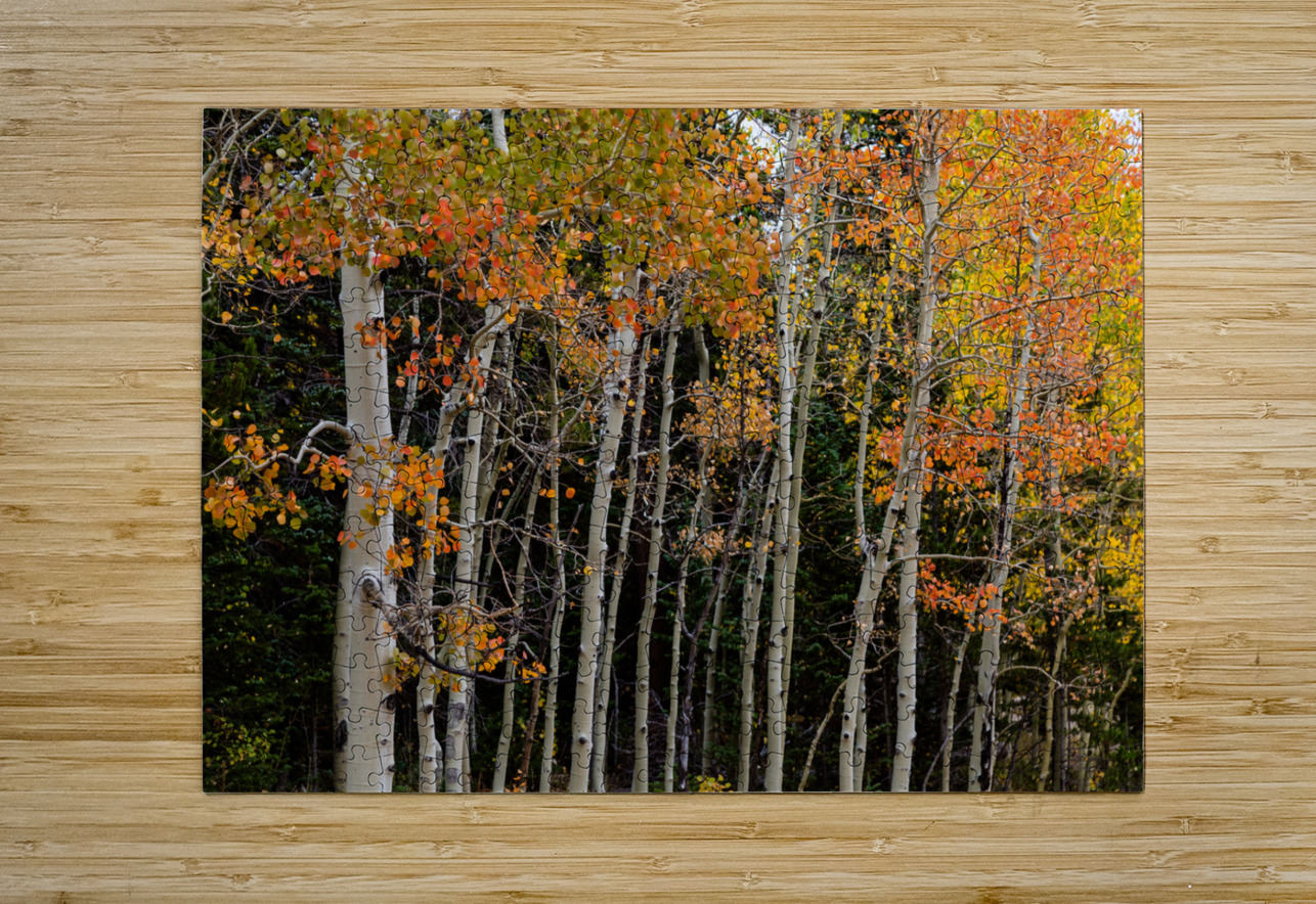 autumn seasons change  HD Metal print with Floating Frame on Back