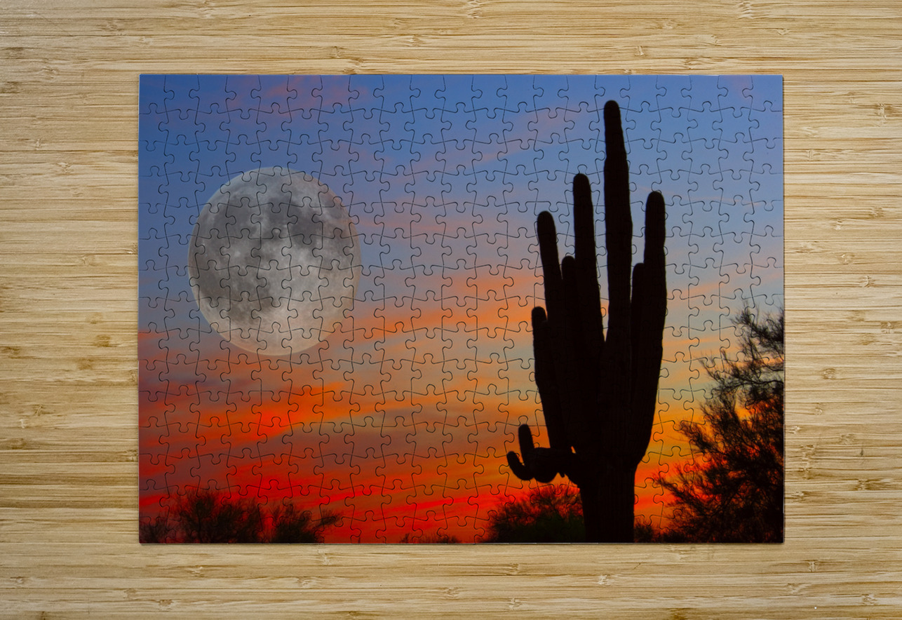 Full Moon Big Saguaro Sunset  HD Metal print with Floating Frame on Back