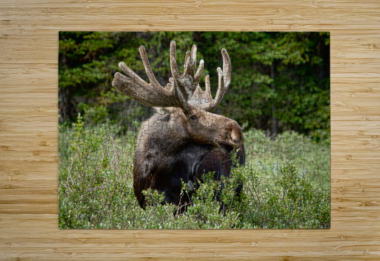 Bull Moose Wild  HD Metal print with Floating Frame on Back