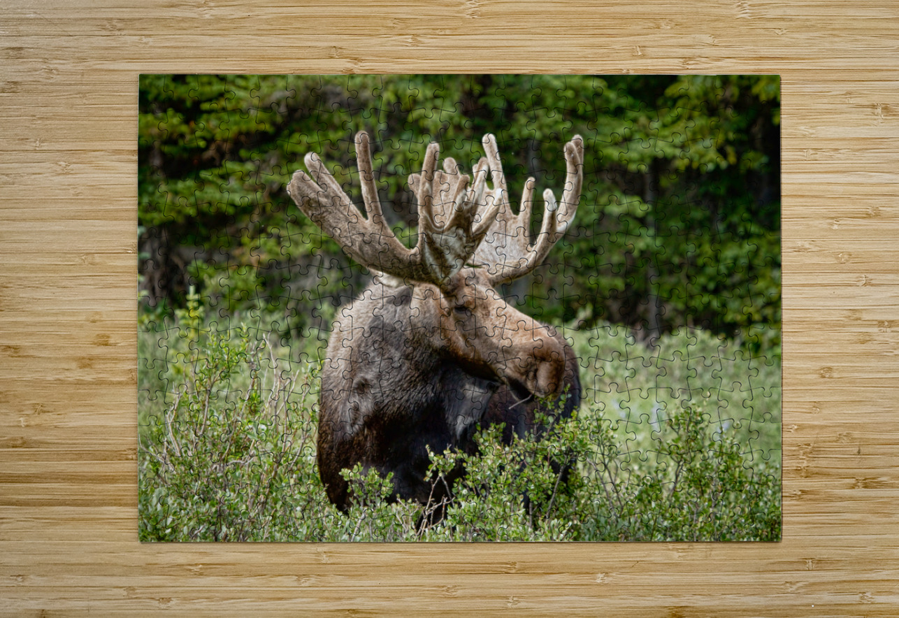 Moose Be Too Cool  HD Metal print with Floating Frame on Back
