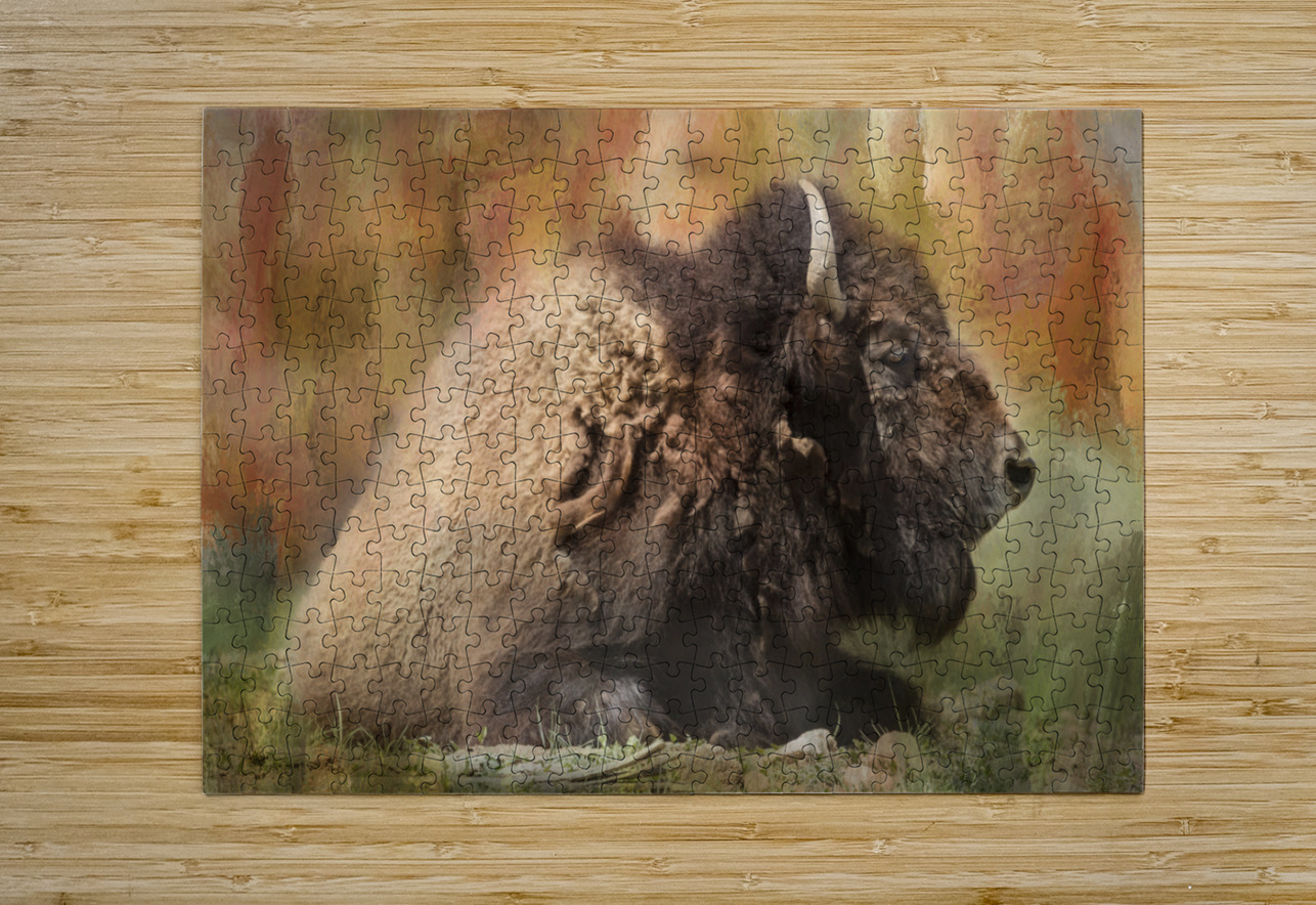Colorful Bison  HD Metal print with Floating Frame on Back