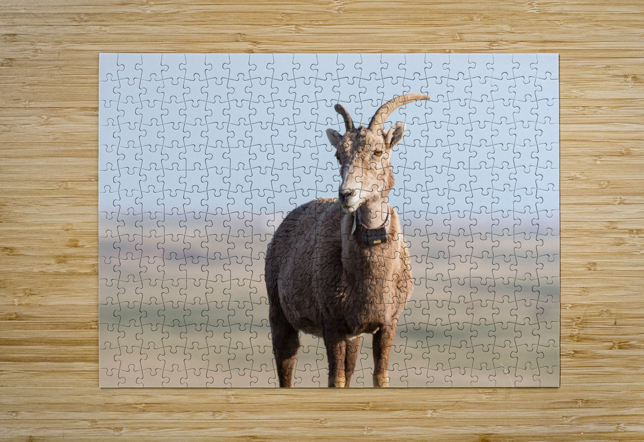 Badlands Bighorn A Glimpse of Audubons Majestic Sheep Bo Insogna Puzzle printing