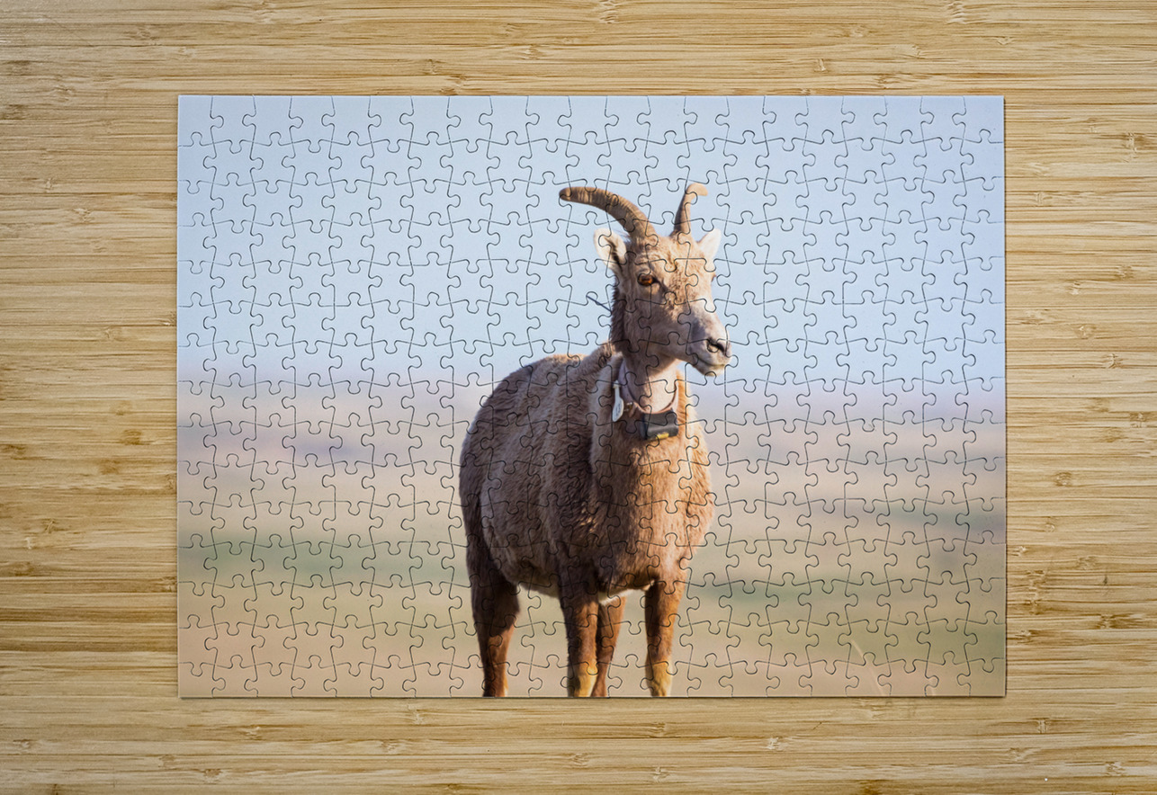 Big Horn Sheep Lucky Number 13 Bo Insogna Puzzle printing