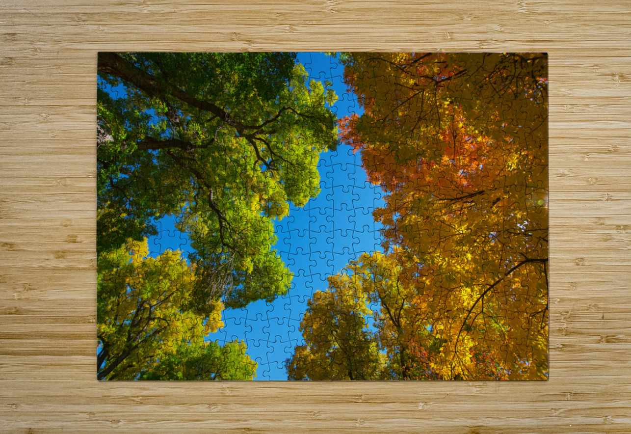 Autumns Radiant Canopy -  A Skyward View Bo Insogna Puzzle printing