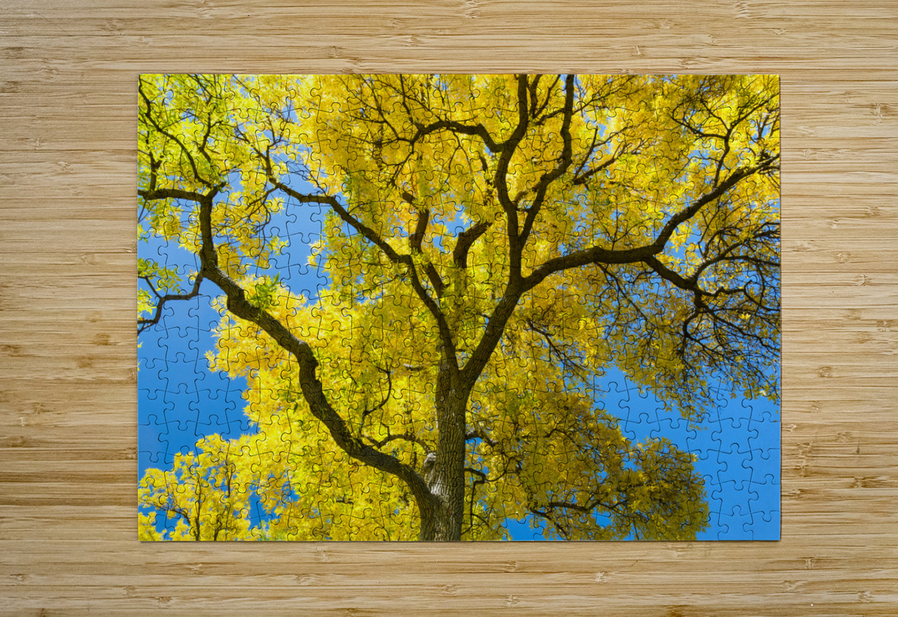 Golden Majesty - A Cottonwoods Radiant Reverie Bo Insogna Puzzle printing