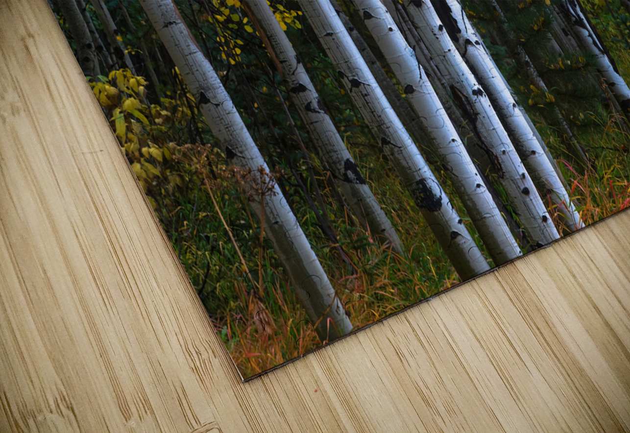 Roosevelt National Forest Wilderness Wonderland Bo Insogna Puzzle