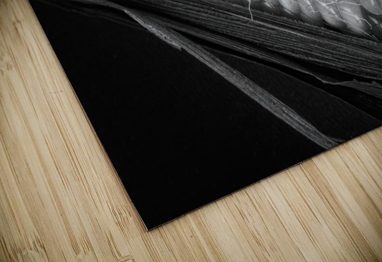 Indian Corn Black and White Bo Insogna Puzzle