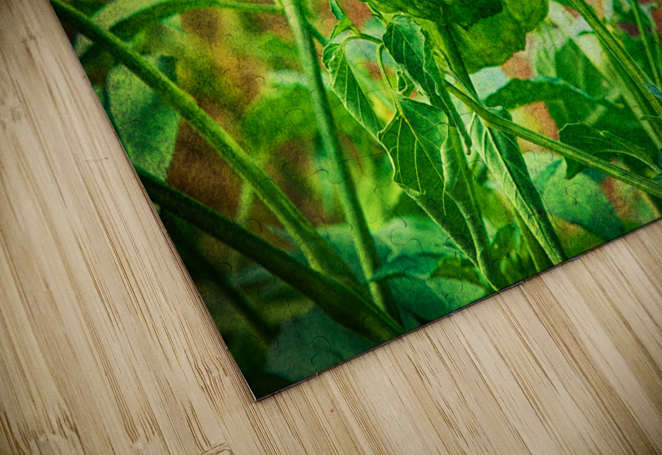 Tomatillos  Bo Insogna Puzzle