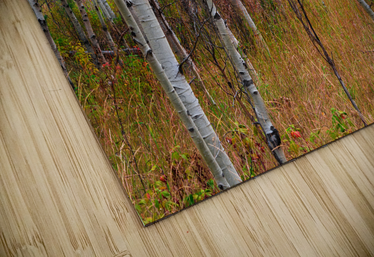 Forest In The Fall Bo Insogna Puzzle