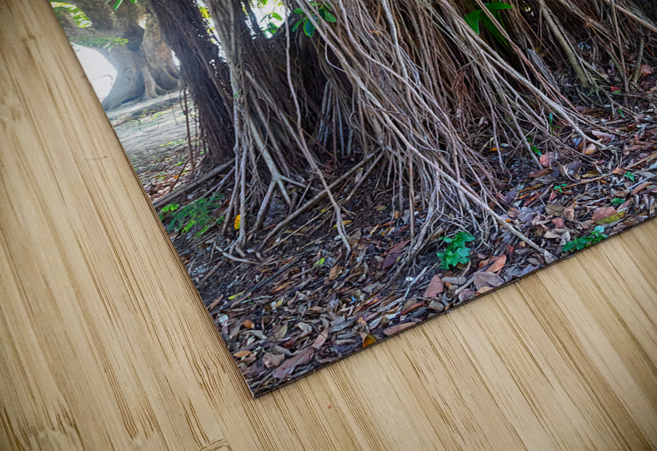 Majestic Magnificent Banyan Tree Portrait Bo Insogna Puzzle