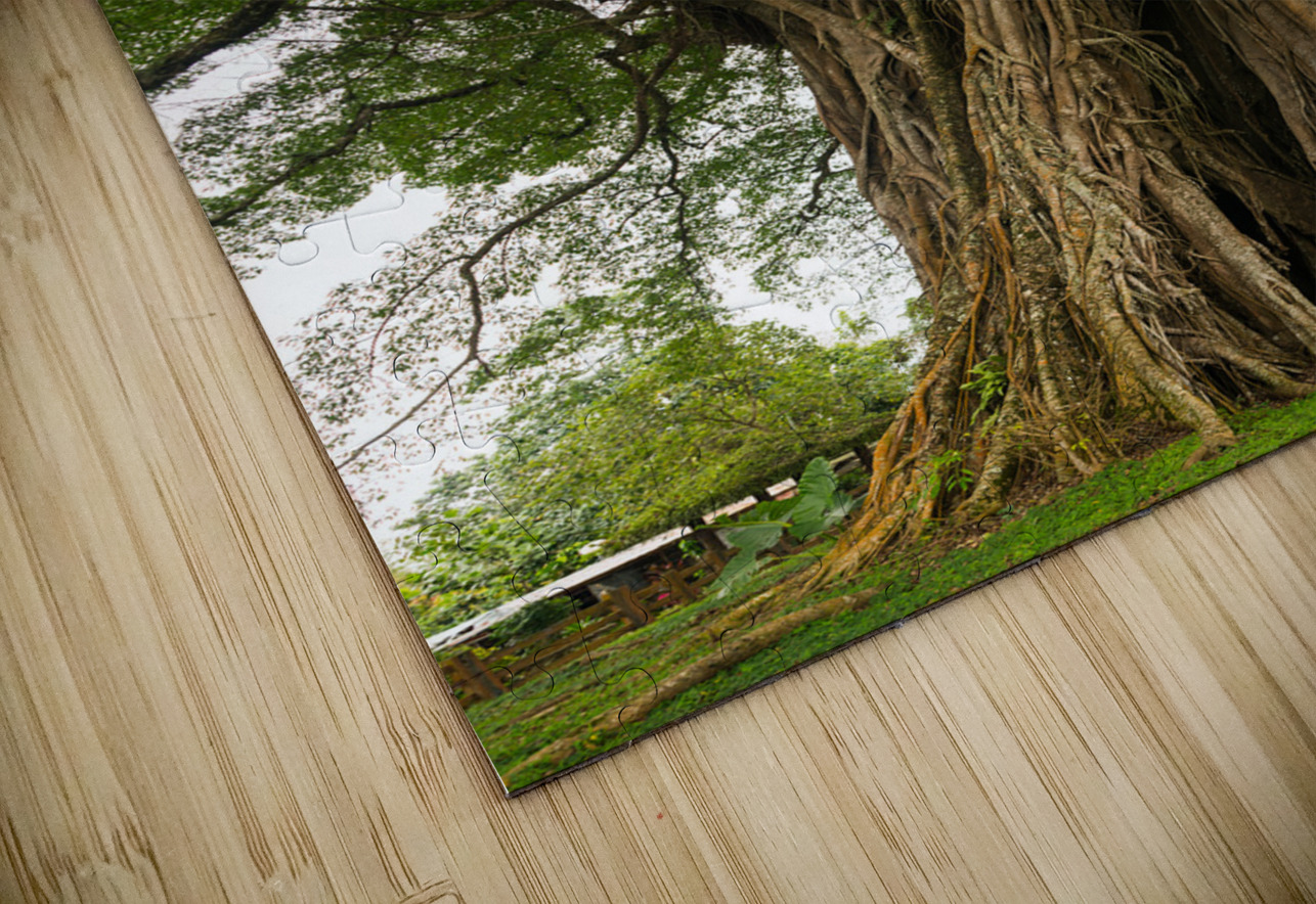 Old Century Tree of Negros Island Bo Insogna Puzzle