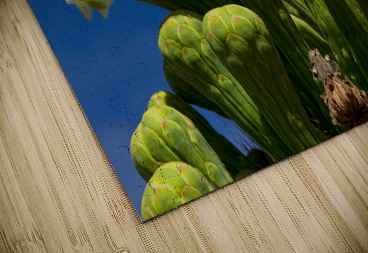 Saguaro Cactus Blooms Bo Insogna Puzzle