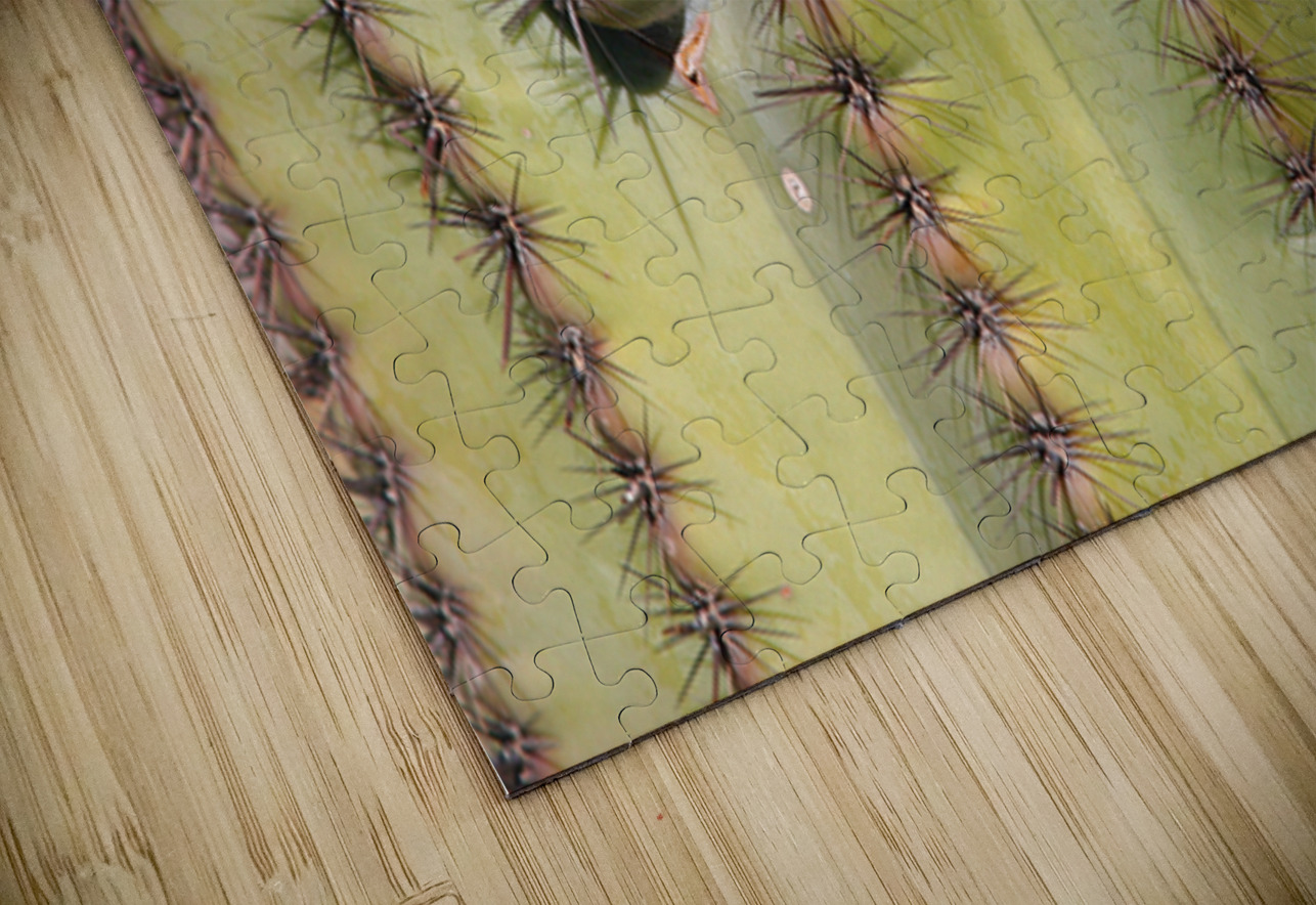 Patterns and Spines of the Desert Sentinel Bo Insogna Puzzle