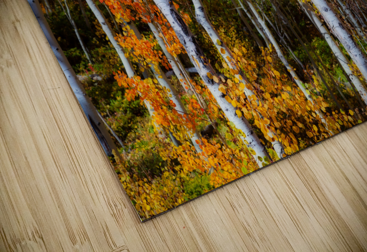 Forest Color Burst Bo Insogna Puzzle