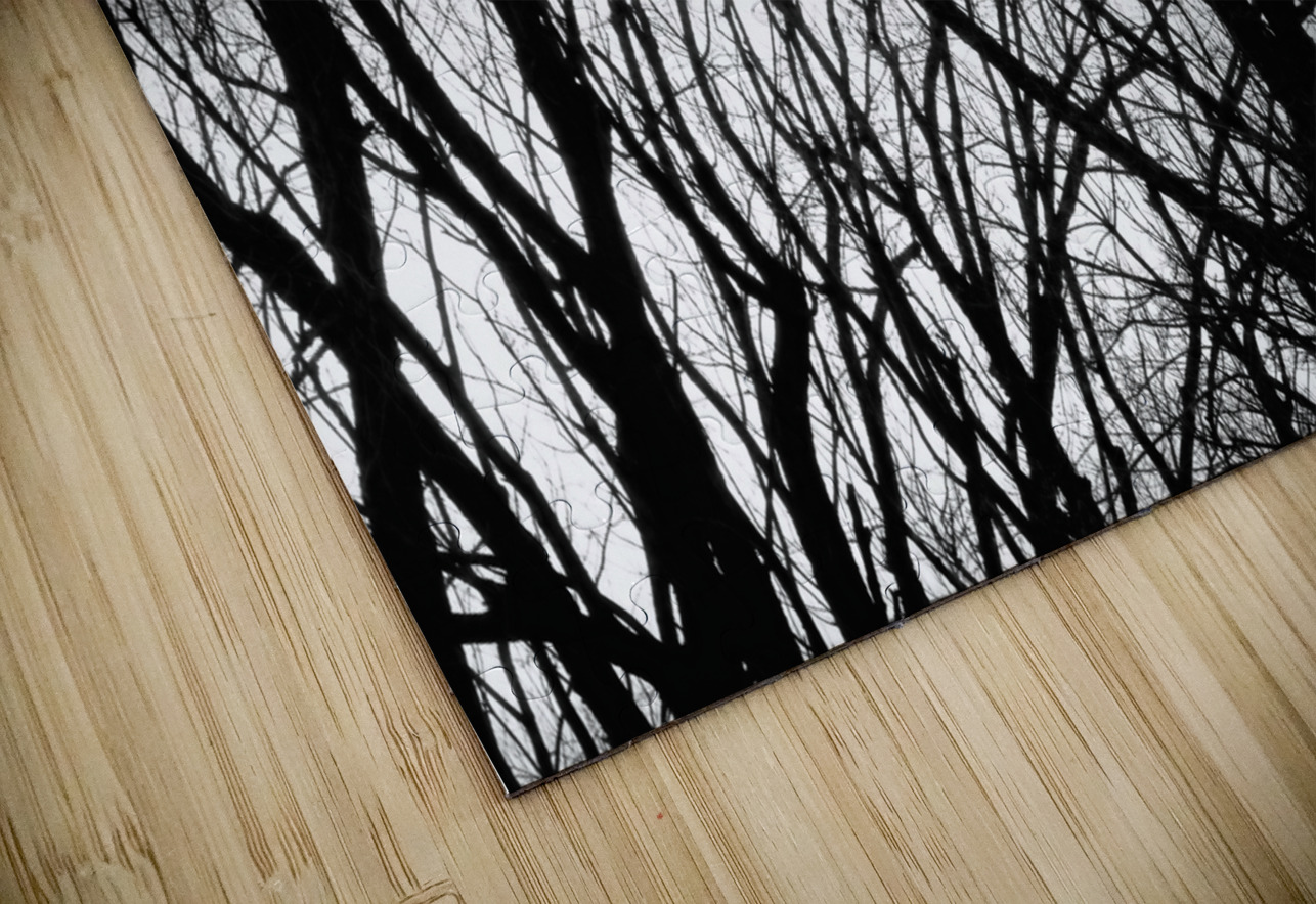 Tree Branches Into The Night HD Sublimation Metal print