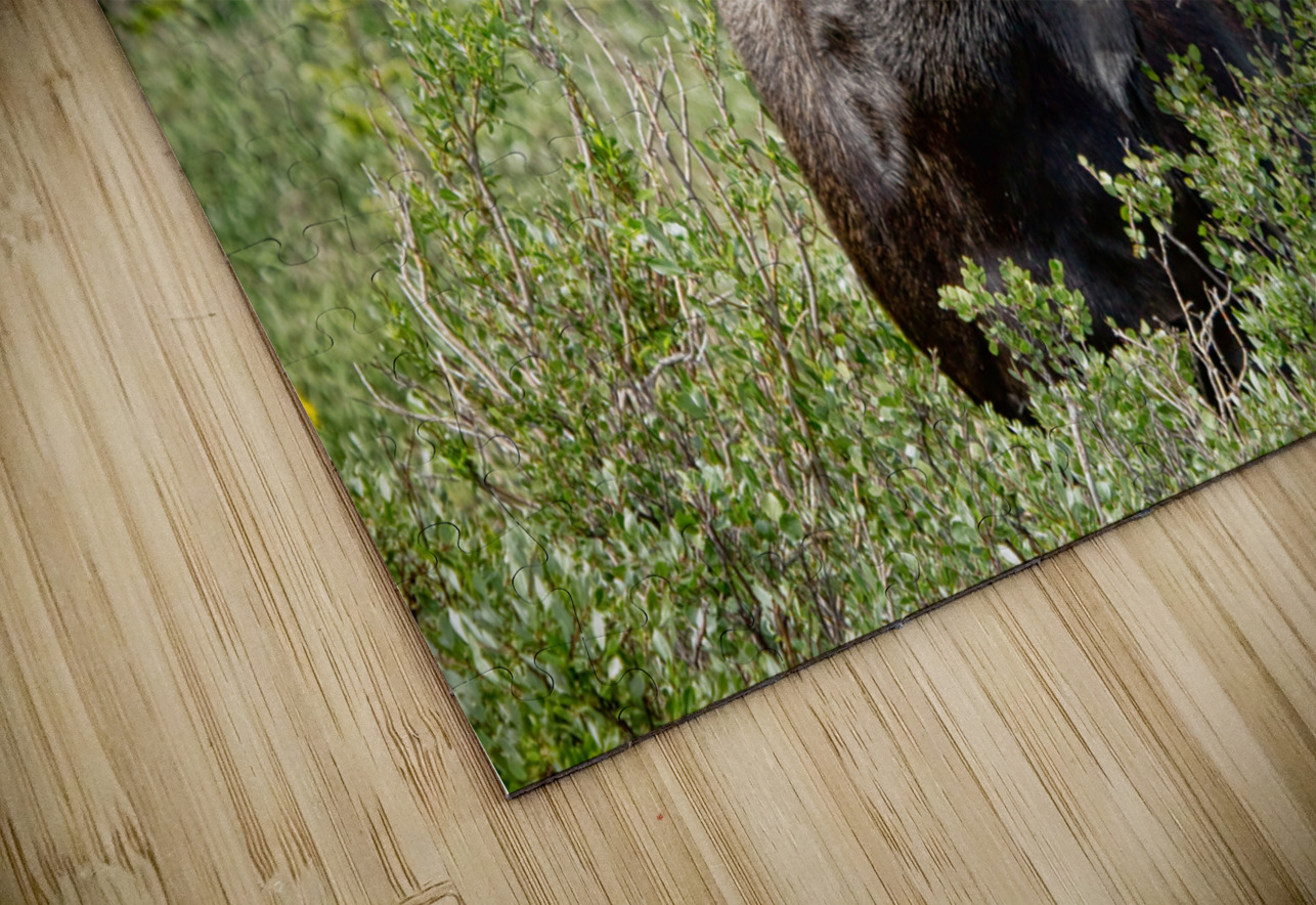Moose Be Too Cool HD Sublimation Metal print