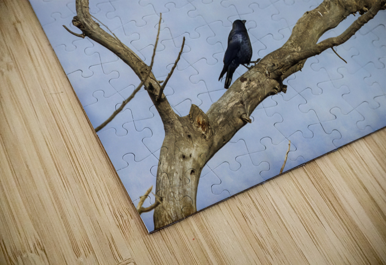 Will You Share Bo Insogna Puzzle