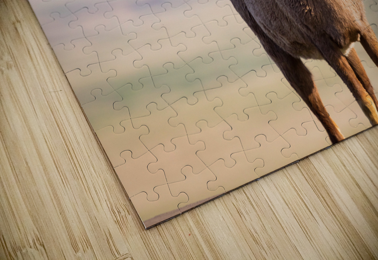 Big Horn Sheep Lucky Number 13 Bo Insogna Puzzle