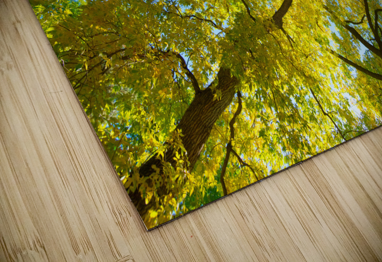 Vibrant Autumn Landscape - Colorful Trees under Blue Sky Bo Insogna Puzzle