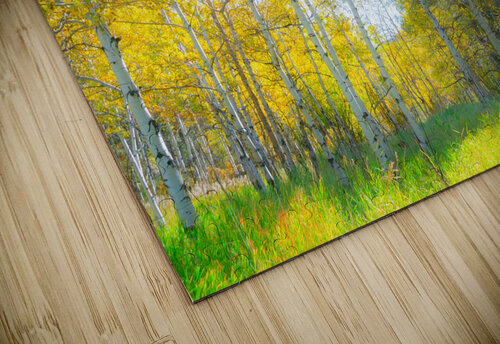 Golden Glimmer A Dance of Aspens in the Sun Bo Insogna puzzle