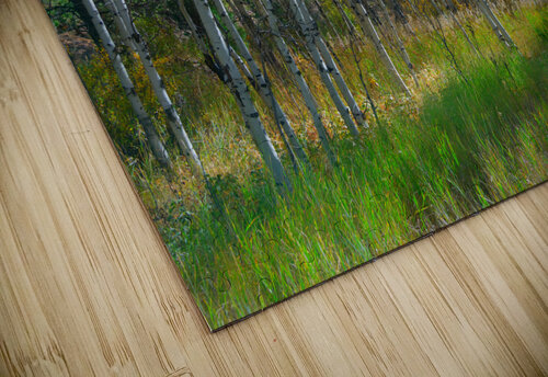 Golden Aspens & Green Dreams Natures Autumn Meadow Bo Insogna puzzle