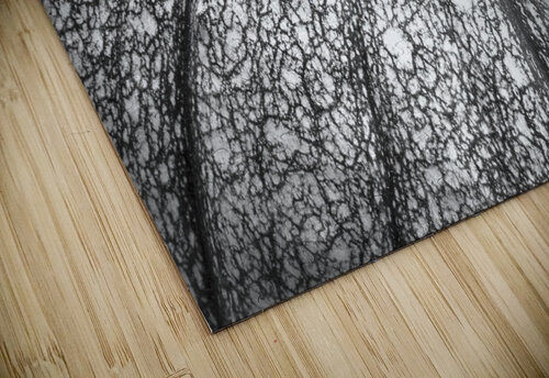 Pumpkin Pumpkin Black and White Bo Insogna puzzle