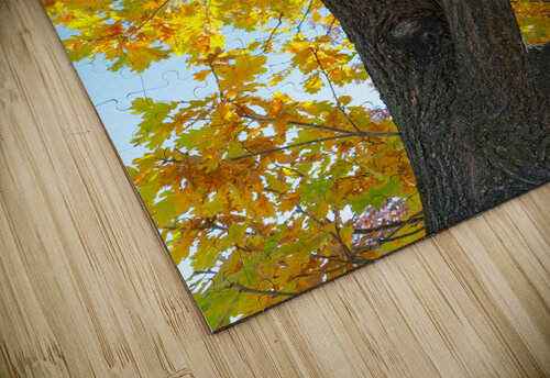 Golden Giggles   When Autumn Leaves Steal the Spotlight Bo Insogna puzzle