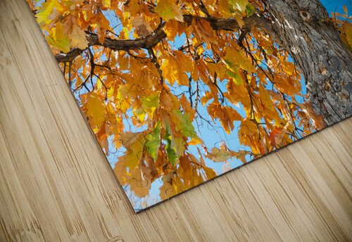 Golden Autumn Glow Under a Blue Sky Bo Insogna puzzle