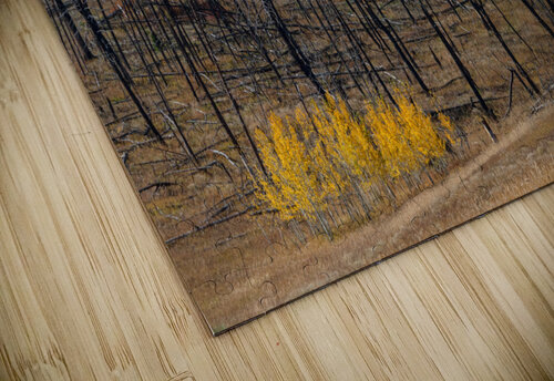 Forest Evolution Bo Insogna puzzle