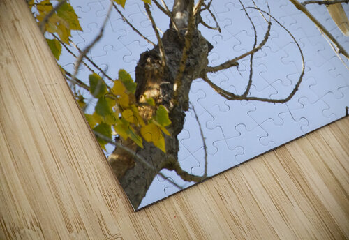 Eagle Wave Bo Insogna puzzle