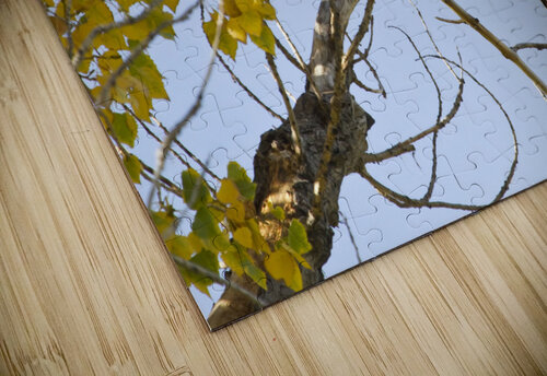 Eagle Watching Bo Insogna puzzle