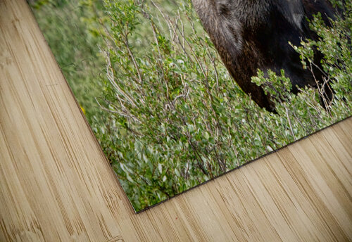 Moose Be Too Cool jigsaw puzzle