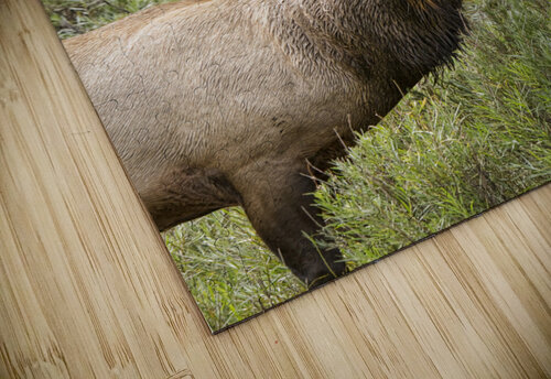 Bull Elk Eyes Bo Insogna puzzle