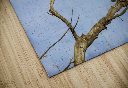 Bald Eagle Crow Bo Insogna puzzle