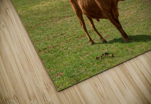Longhorn Cattle and Devils Tower Bo Insogna puzzle