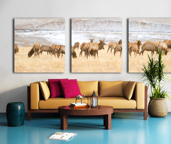 Elk Heard On The Rocky Mountain Foothills   Split Canvas print