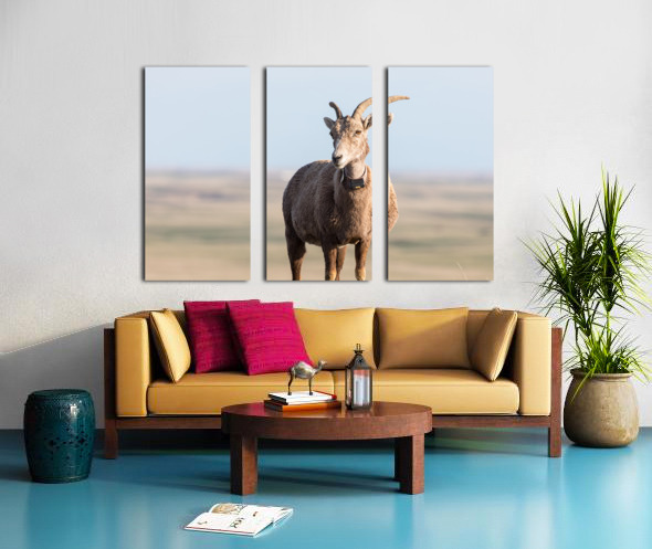 Badlands Bighorn A Glimpse of Audubons Majestic Sheep Split Canvas print