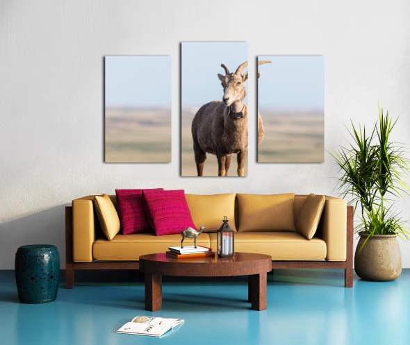Badlands Bighorn A Glimpse of Audubons Majestic Sheep Canvas print