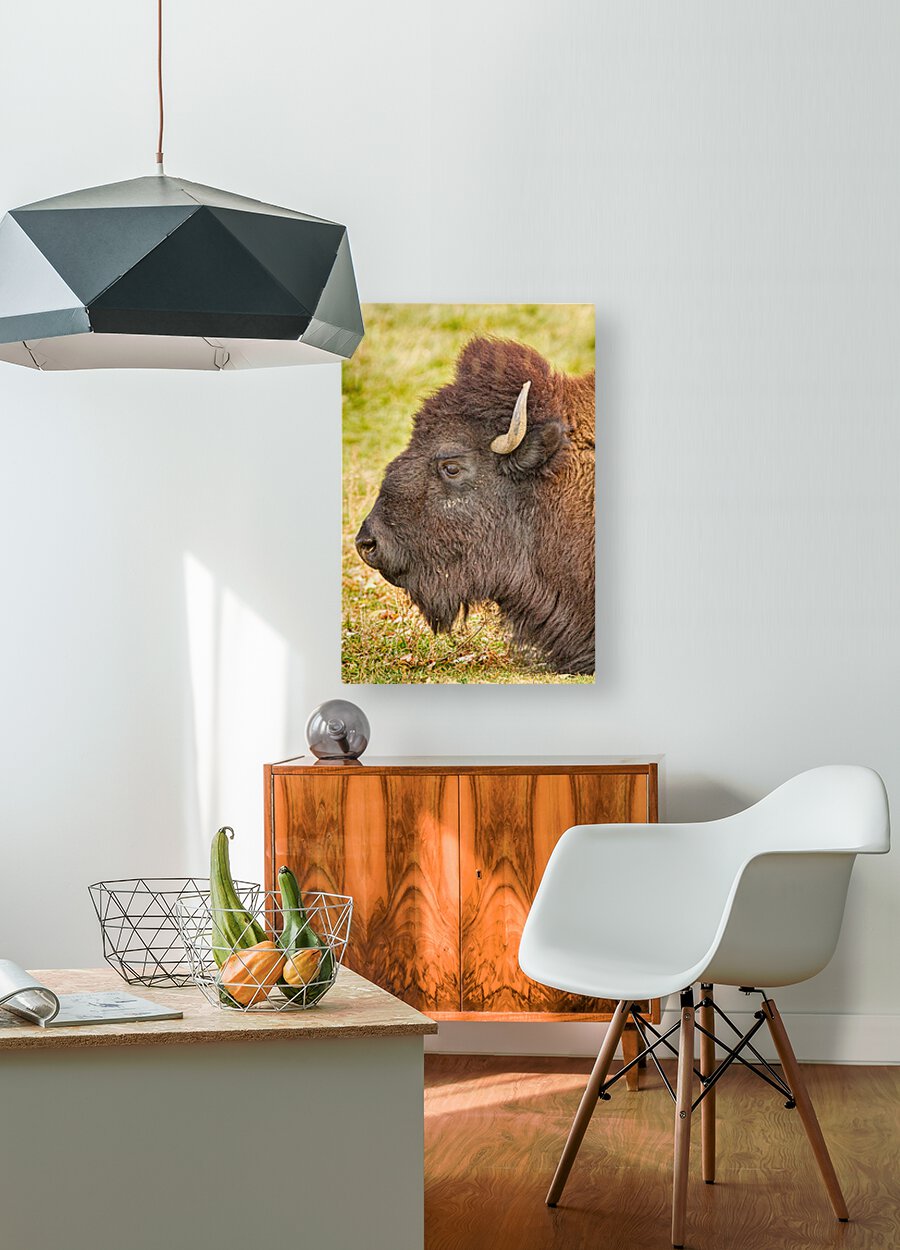 Bison Headshot Profile a  HD Metal print with Floating Frame on Back